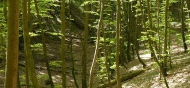 Urlaub auf Rügen Wald