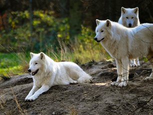 Natur Urlaub auf Rügen Schaprode Polarwolf