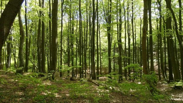 Urlaub auf Rügen Wald