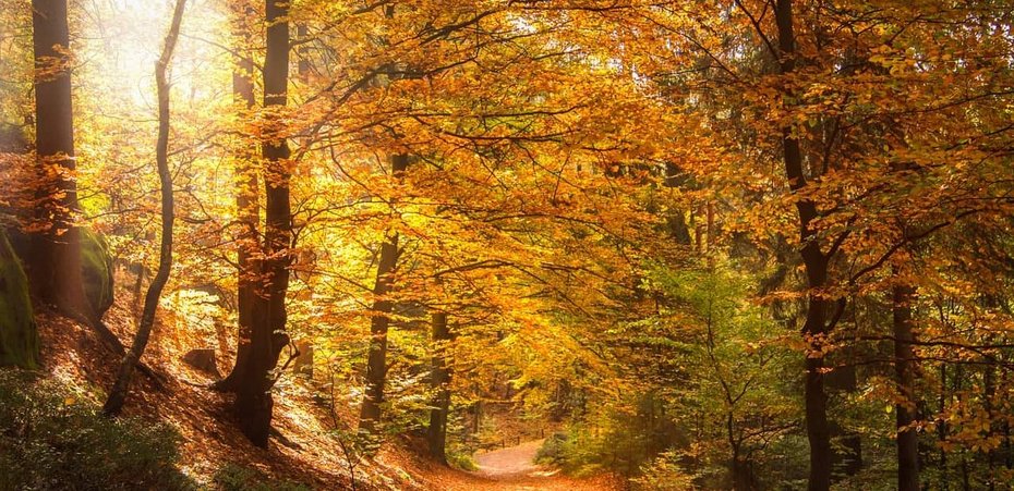 Urlaub auf Rügen Schaprode im Herbst Wald