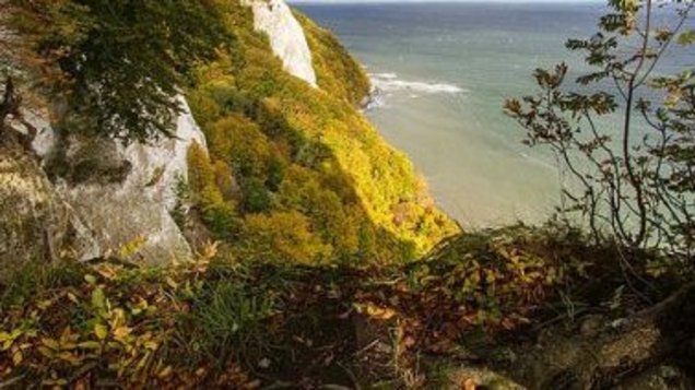 Uralubauf Rügen im Wald