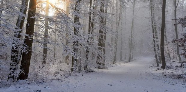 Urlaub auf Rügen Schaprode Wald im Winter 