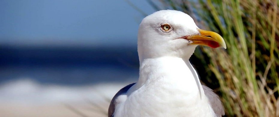 Urlaub auf Rügen Schaprode Taube