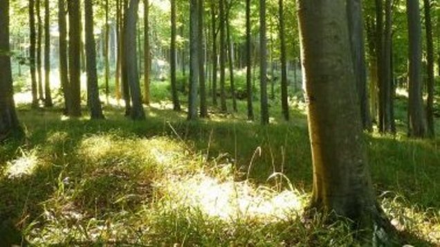 Urlaub auf Rügen Wald