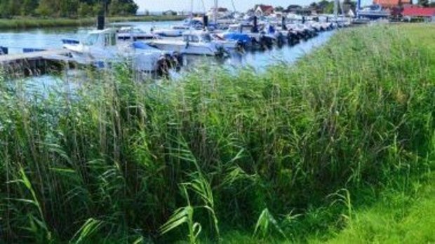 Urlaub auf Rügen Schaprode