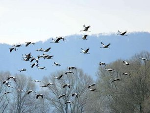 Urlaub auf Rügen Reetdachhaus an Ostsee