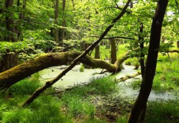 Uralubauf Rügen im Wald