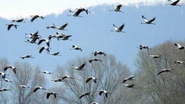 Urlaub auf Rügen Schaprode im Herbst Vögel