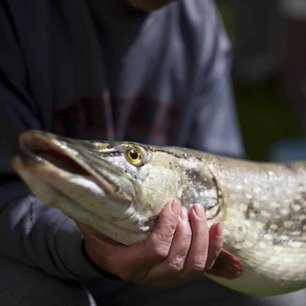 Angel Urlaub auf Rügen Schaprode Fisch