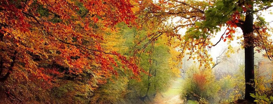 Urlaub auf Rügen Wald Herbst und Winter