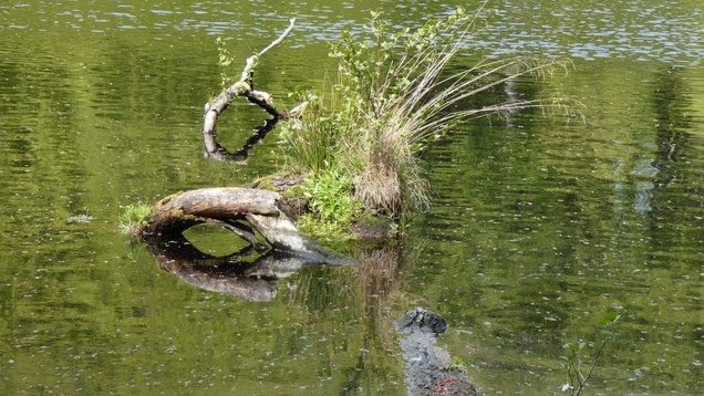 Urlaub auf Rügen Wald