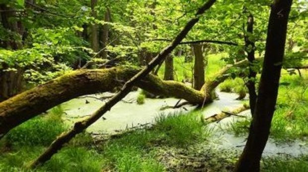 Urlaub auf Rügen Wald