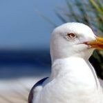 Ferienwohnung Rügen - Urlaub auf Rügen