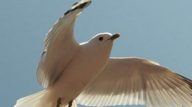 Urlaub auf Rügen Schaprode im Winter Vogel