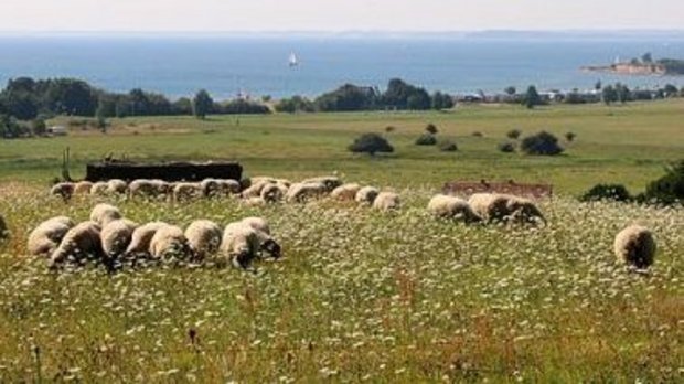 Urlaub auf Rügen Wiese