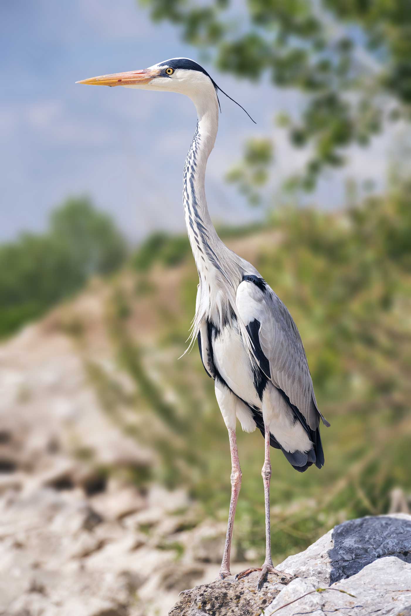 Naturschauspiel der Kraniche auf Rügen
